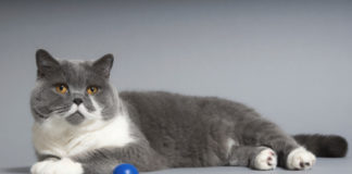 Il Gatto Certosino 581 0 056 Gatto Certosino